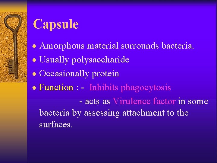Capsule ¨ Amorphous material surrounds bacteria. ¨ Usually polysaccharide ¨ Occasionally protein ¨ Function