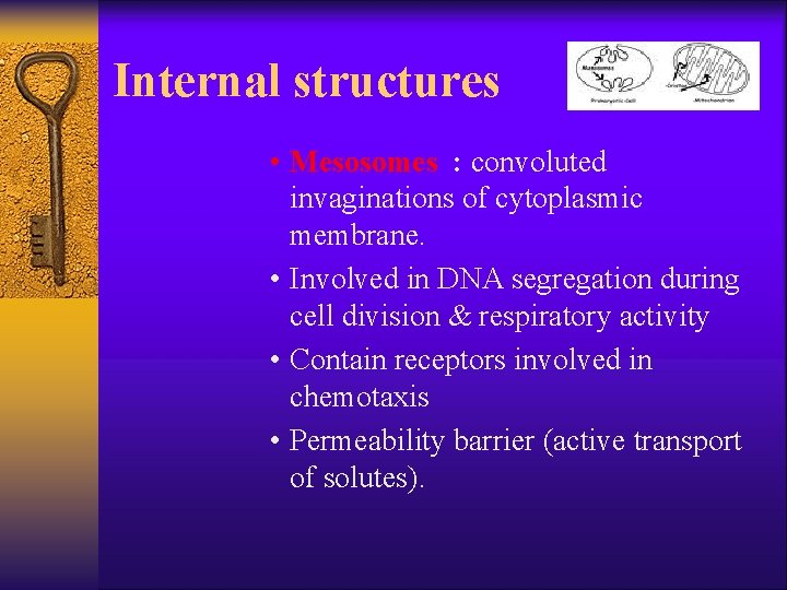 Internal structures • Mesosomes : convoluted invaginations of cytoplasmic membrane. • Involved in DNA