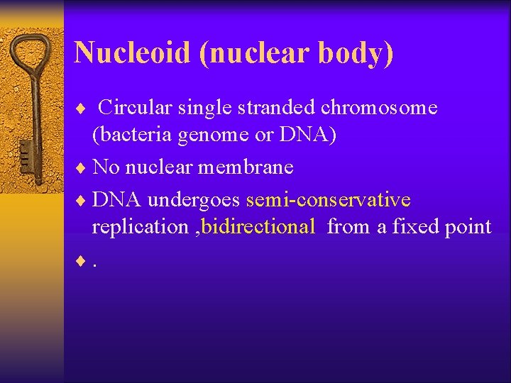 Nucleoid (nuclear body) ¨ Circular single stranded chromosome (bacteria genome or DNA) ¨ No