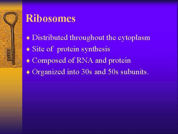 Ribosomes ¨ Distributed throughout the cytoplasm ¨ Site of protein synthesis ¨ Composed of