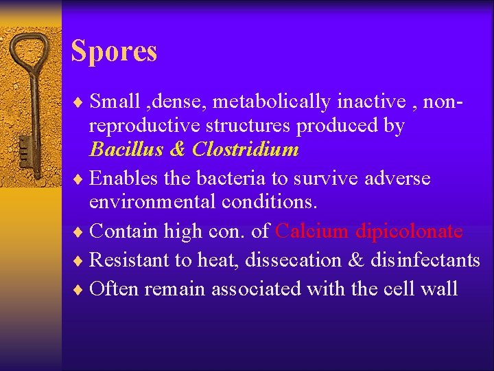 Spores ¨ Small , dense, metabolically inactive , non- reproductive structures produced by Bacillus