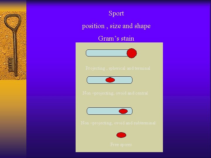 Sport position , size and shape Gram’s stain Projecting , spherical and terminal Non