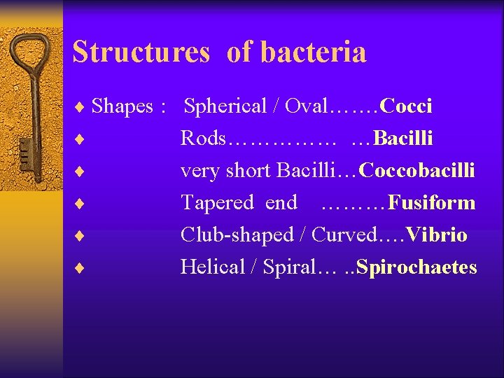 Structures of bacteria ¨ Shapes : Spherical / Oval……. Cocci ¨ ¨ ¨ Rods……………