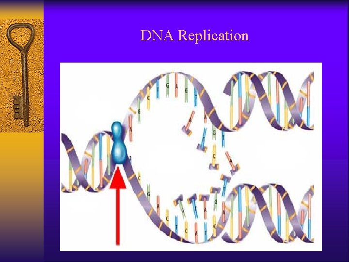 DNA Replication 