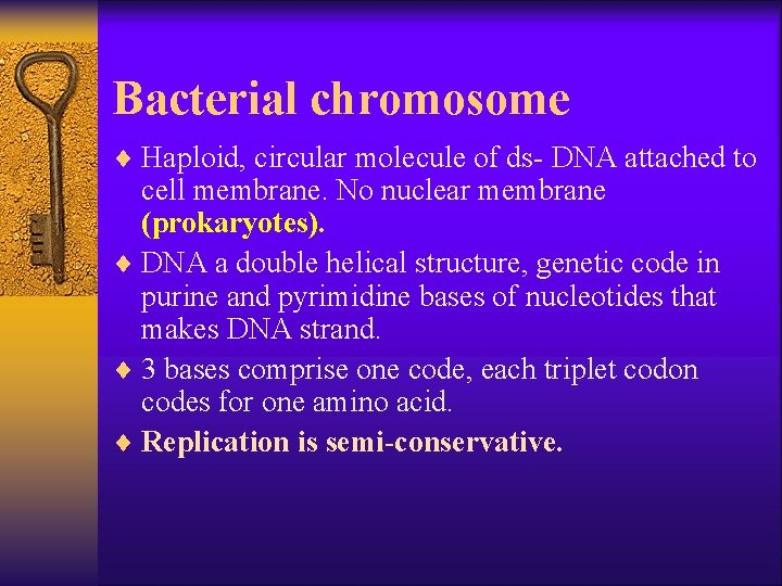 Bacterial chromosome ¨ Haploid, circular molecule of ds- DNA attached to cell membrane. No
