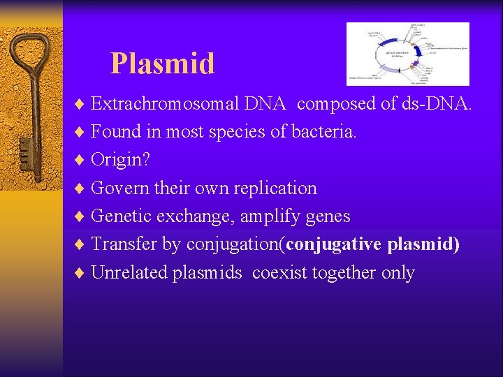 Plasmid ¨ Extrachromosomal DNA composed of ds-DNA. ¨ Found in most species of bacteria.