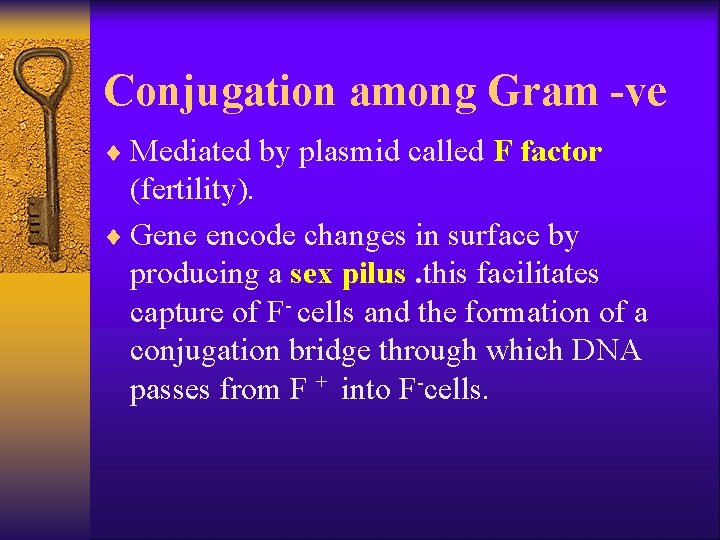Conjugation among Gram -ve ¨ Mediated by plasmid called F factor (fertility). ¨ Gene
