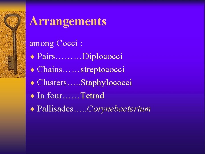 Arrangements among Cocci : ¨ Pairs………Diplococci ¨ Chains……streptococci ¨ Clusters…. . Staphylococci ¨ In