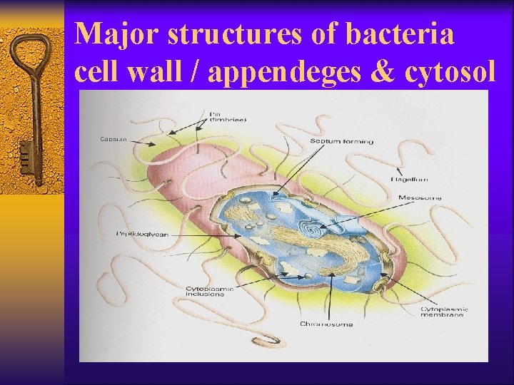 Major structures of bacteria cell wall / appendeges & cytosol 