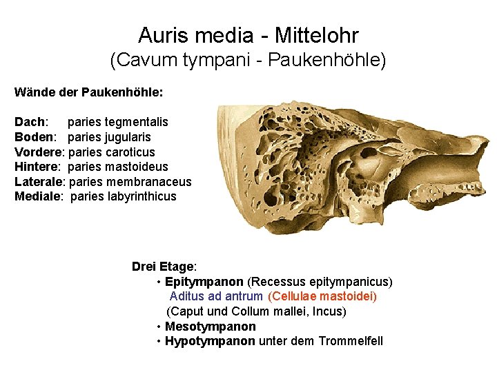 Auris media - Mittelohr (Cavum tympani - Paukenhöhle) Wände der Paukenhöhle: Dach: paries tegmentalis