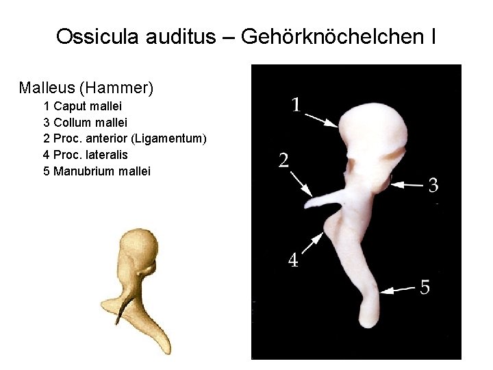 Ossicula auditus – Gehörknöchelchen I Malleus (Hammer) 1 Caput mallei 3 Collum mallei 2