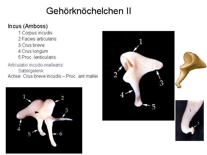 Gehörknöchelchen II Incus (Amboss) 1 Corpus incudis 2 Facies articularis 3 Crus breve 4