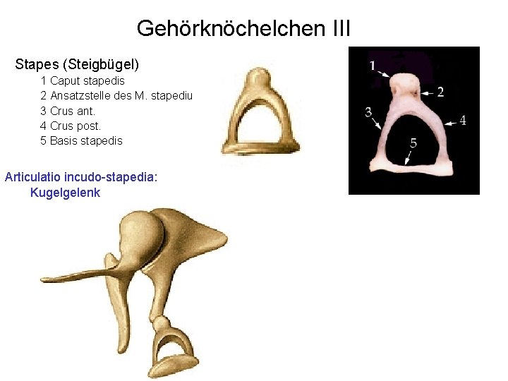 Gehörknöchelchen III Stapes (Steigbügel) 1 Caput stapedis 2 Ansatzstelle des M. stapedius 3 Crus