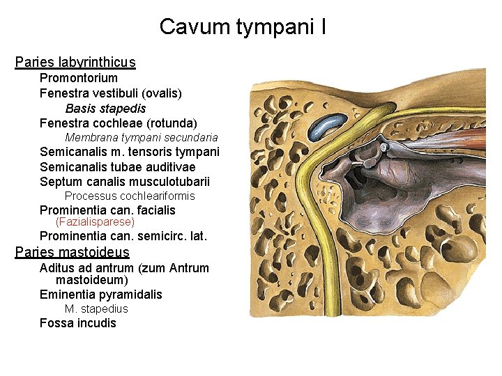 Cavum tympani I Paries labyrinthicus Promontorium Fenestra vestibuli (ovalis) Basis stapedis Fenestra cochleae (rotunda)