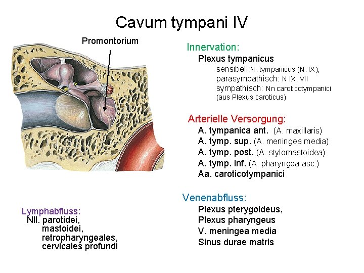 Cavum tympani IV Promontorium Innervation: Plexus tympanicus sensibel: N. tympanicus (N. IX), parasympathisch: N