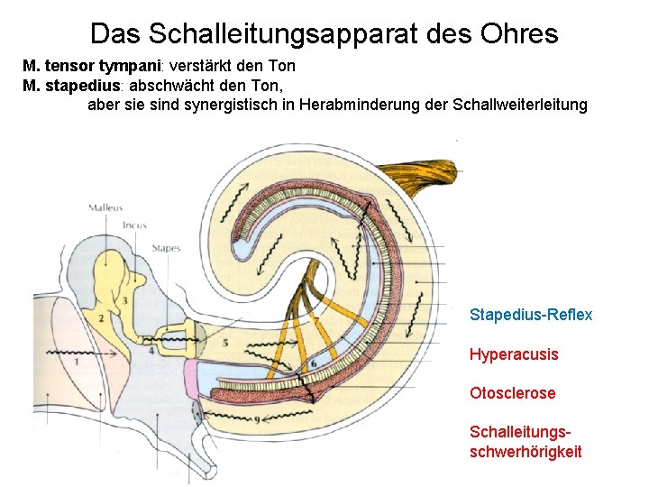 Das Schalleitungsapparat des Ohres M. tensor tympani: verstärkt den Ton M. stapedius: abschwächt den