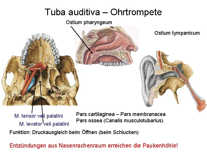 Tuba auditiva – Ohrtrompete Ostium pharyngeum Ostium tympanicum M. tensor veli palatini M. levator