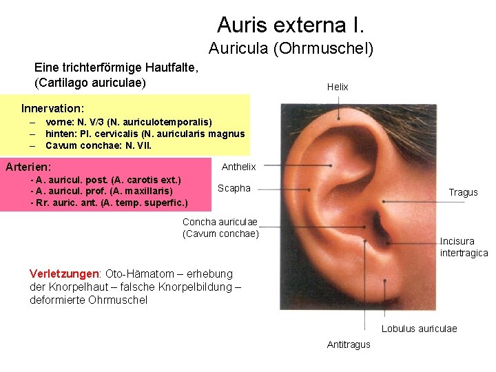 Auris externa I. Auricula (Ohrmuschel) Eine trichterförmige Hautfalte, (Cartilago auriculae) Helix Innervation: – vorne: