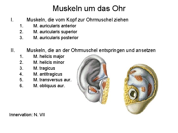 Muskeln um das Ohr I. Muskeln, die vom Kopf zur Ohrmuschel ziehen 1. 2.