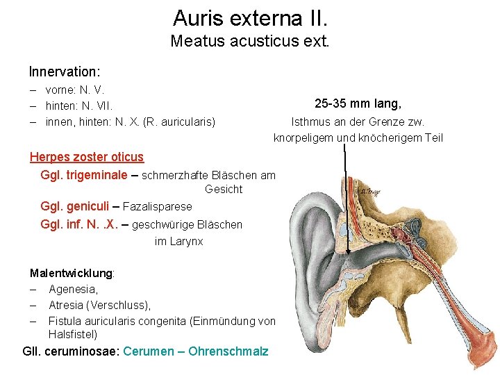 Auris externa II. Meatus acusticus ext. Innervation: – vorne: N. V. – hinten: N.