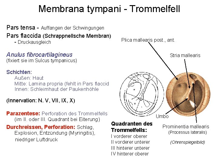 Membrana tympani - Trommelfell Pars tensa - Auffangen der Schwingungen Pars flaccida (Schrappnellsche Membran)