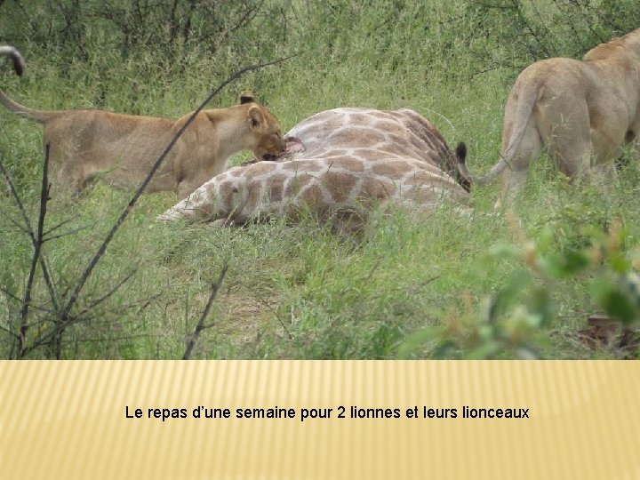 Le repas d’une semaine pour 2 lionnes et leurs lionceaux 