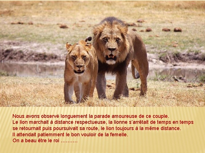 Nous avons observé longuement la parade amoureuse de ce couple. Le lion marchait à