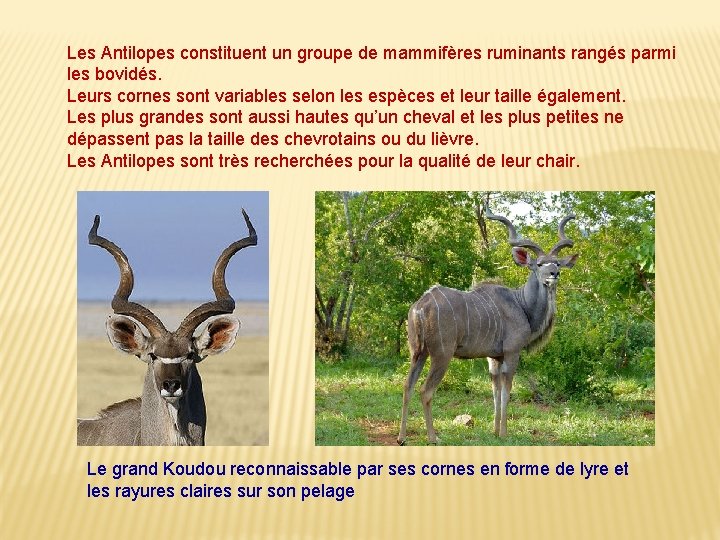 Les Antilopes constituent un groupe de mammifères ruminants rangés parmi les bovidés. Leurs cornes