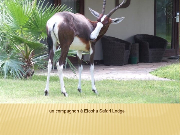 un compagnon à Etosha Safari Lodge 