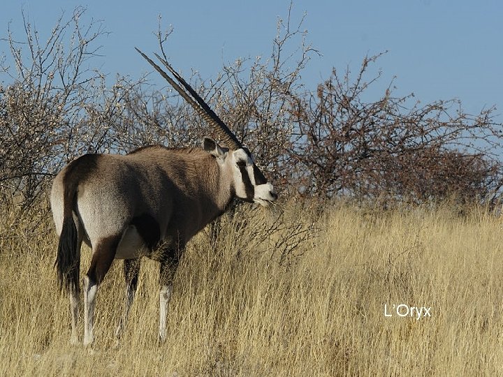 L’Oryx 