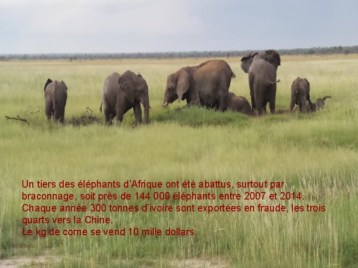 Un tiers des éléphants d’Afrique ont été abattus, surtout par braconnage, soit près de