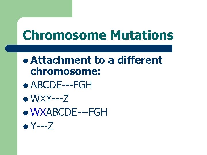 Chromosome Mutations l Attachment to a different chromosome: l ABCDE---FGH l WXY---Z l WXABCDE---FGH