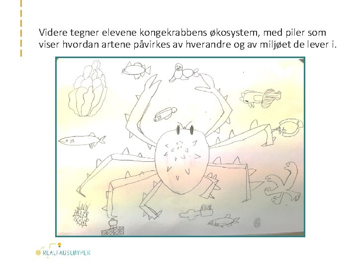 Videre tegner elevene kongekrabbens økosystem, med piler som viser hvordan artene påvirkes av hverandre