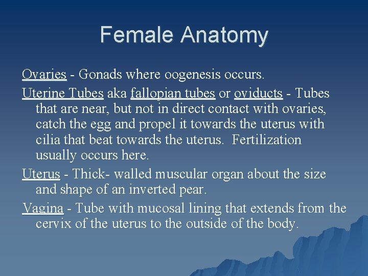 Female Anatomy Ovaries - Gonads where oogenesis occurs. Uterine Tubes aka fallopian tubes or
