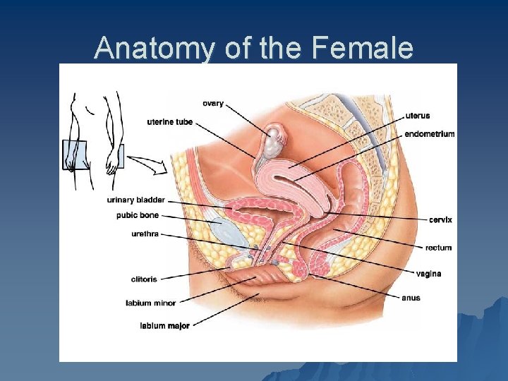 Anatomy of the Female 