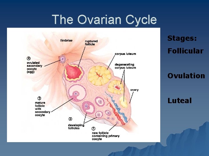 The Ovarian Cycle Stages: Follicular Ovulation Luteal 