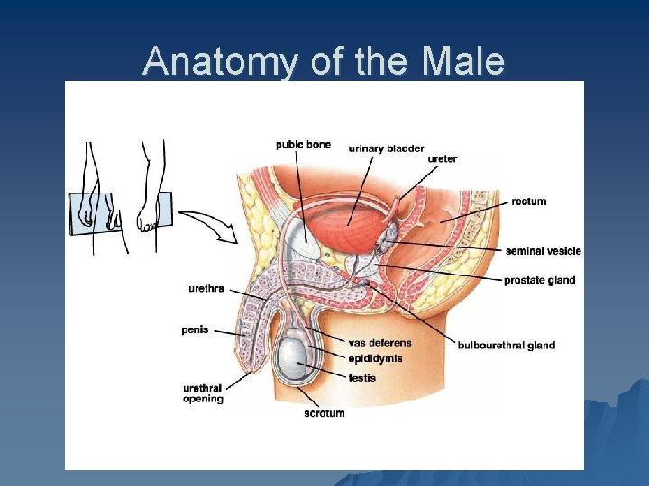 Anatomy of the Male 