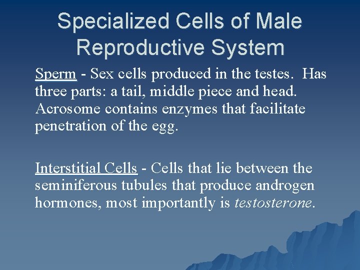 Specialized Cells of Male Reproductive System Sperm - Sex cells produced in the testes.
