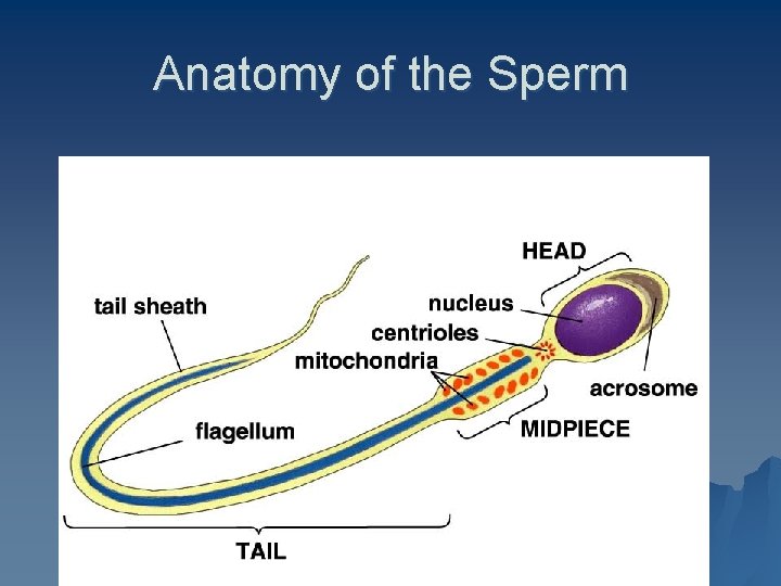 Anatomy of the Sperm 