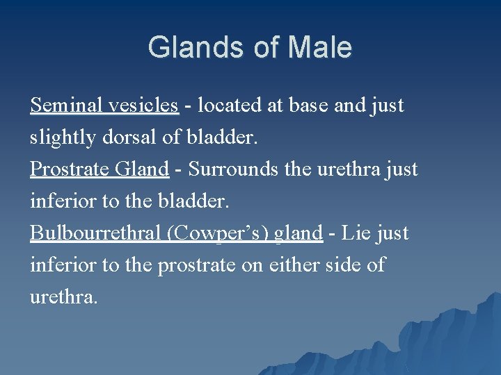 Glands of Male Seminal vesicles - located at base and just slightly dorsal of