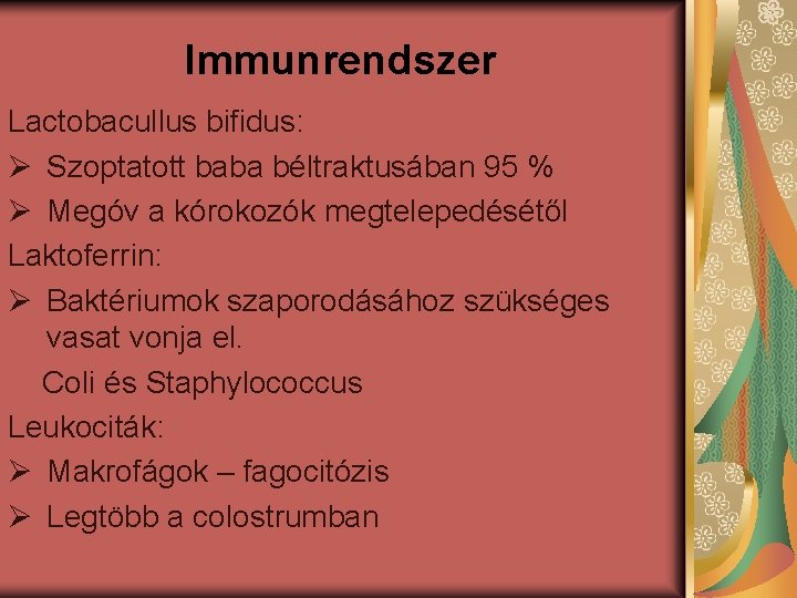 Immunrendszer Lactobacullus bifidus: Ø Szoptatott baba béltraktusában 95 % Ø Megóv a kórokozók megtelepedésétől