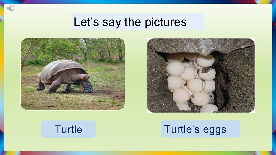 Let’s say the pictures Turtle’s eggs 