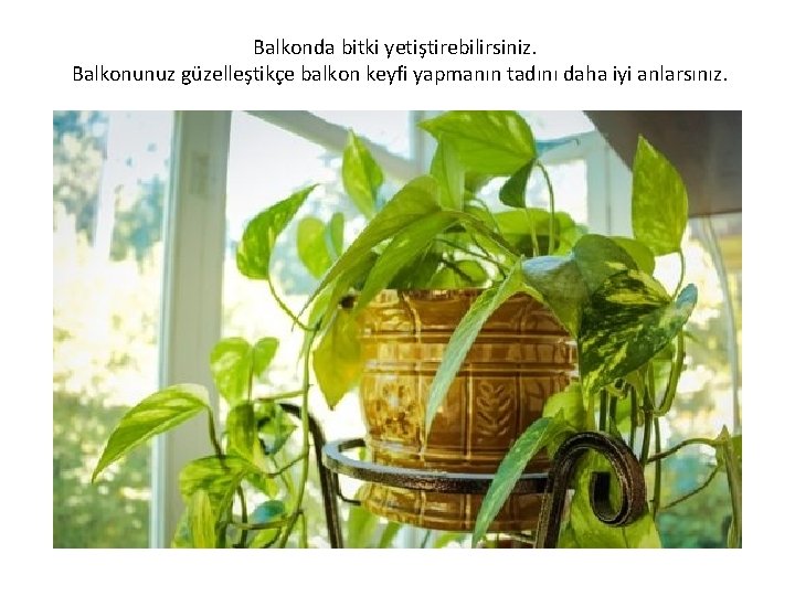 Balkonda bitki yetiştirebilirsiniz. Balkonunuz güzelleştikçe balkon keyfi yapmanın tadını daha iyi anlarsınız. 