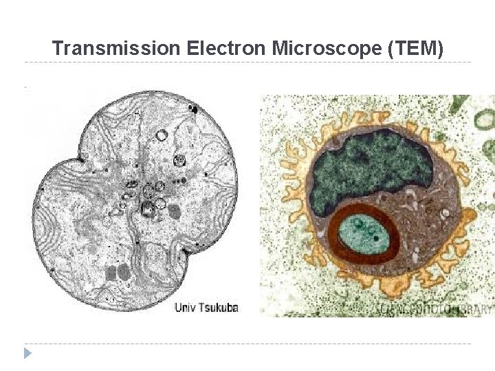 Transmission Electron Microscope (TEM) 