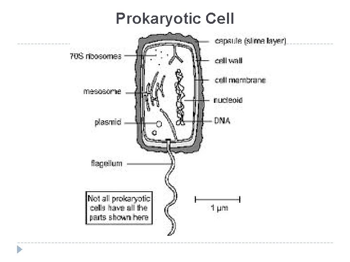 Prokaryotic Cell 
