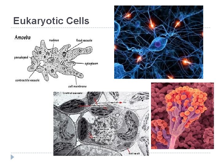 Eukaryotic Cells 