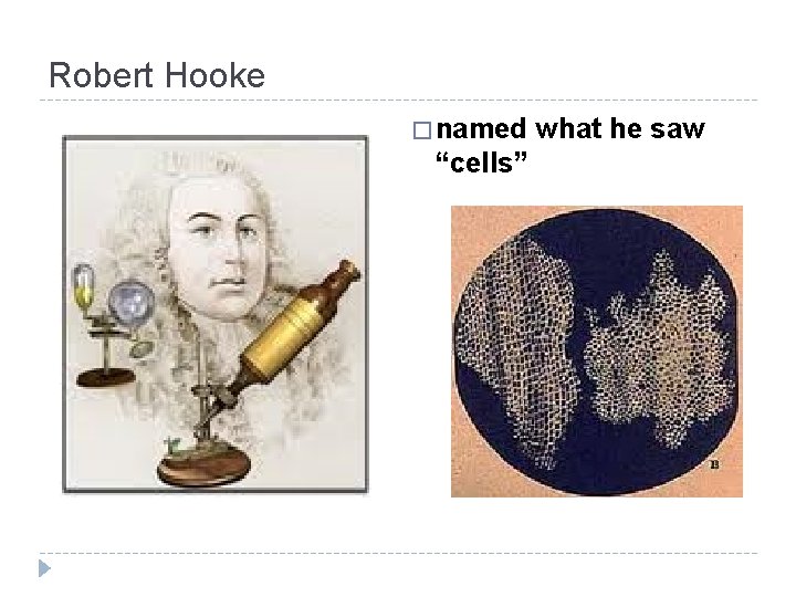 Robert Hooke � named “cells” what he saw 