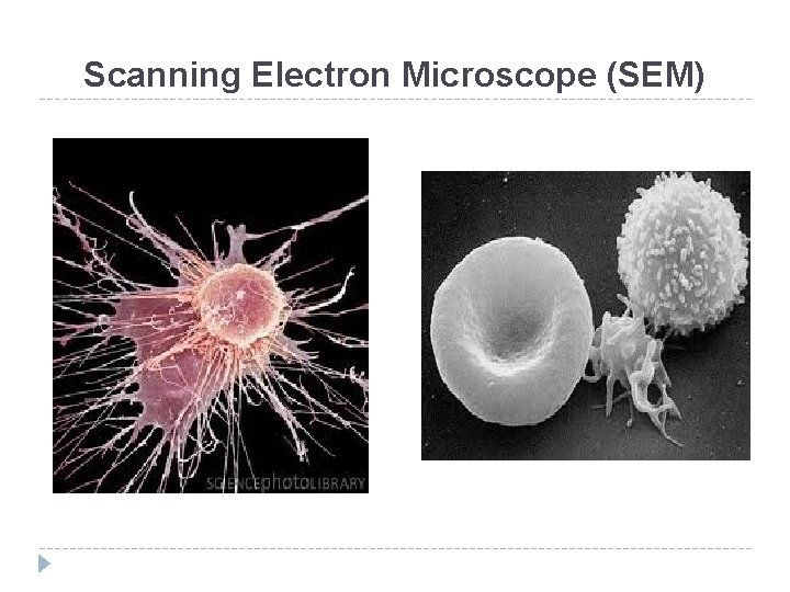 Scanning Electron Microscope (SEM) 