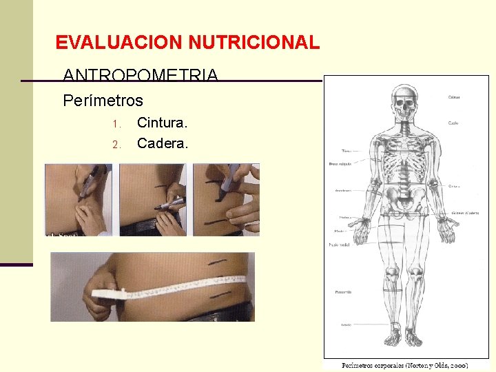 EVALUACION NUTRICIONAL ANTROPOMETRIA Perímetros 1. 2. Cintura. Cadera. 