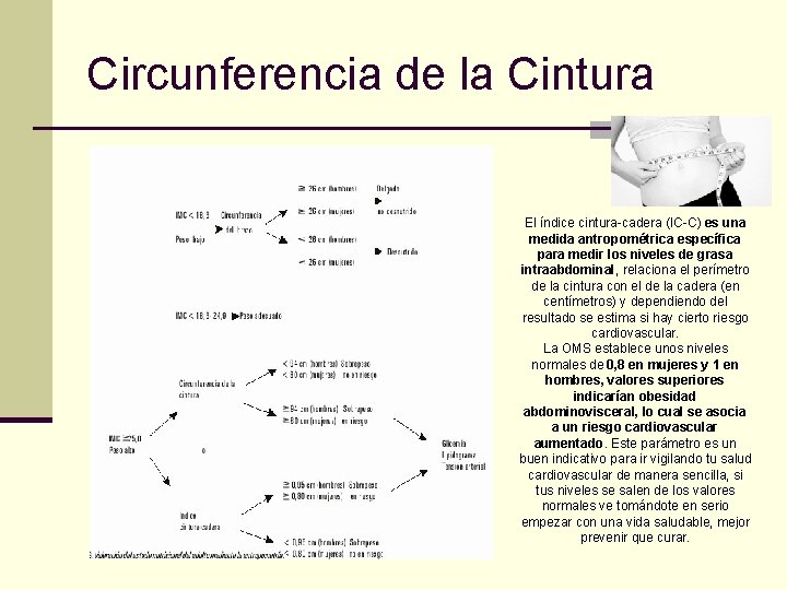 Circunferencia de la Cintura El índice cintura-cadera (IC-C) es una medida antropométrica específica para